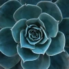 close up of teal succulent